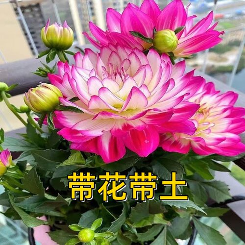 【带花带土】室内盆栽多年生大丽花云南花卉直发四季开花