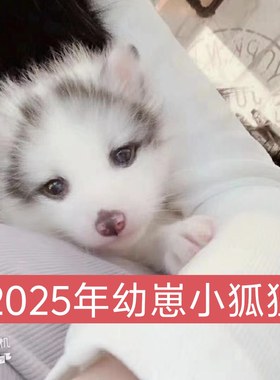 2025年幼崽宠物狐狸活体白狐雪狐冰岛狐金花狐家养小狐狸幼崽定金
