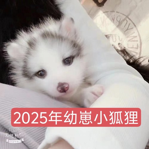 2025年幼崽宠物狐狸活体白狐雪狐冰岛狐金花狐家养小狐狸幼崽定金