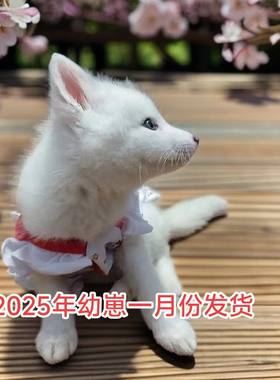 2025年幼崽宠物狐狸活体白狐雪狐冰岛狐金花狐家养小狐狸幼崽定金
