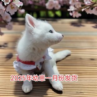 2025年幼崽宠物狐狸活体白狐雪狐冰岛狐金花狐家养小狐狸幼崽定金