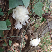 新货通江纯天然银耳农家雪耳椴木白木耳软糯干货滋补品糯耳