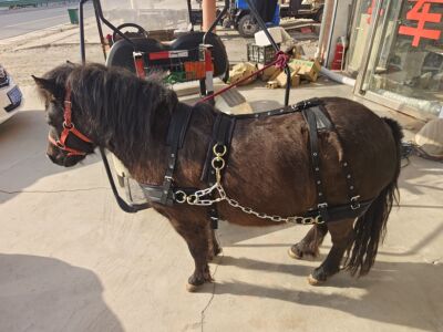 矮马拉车挽具，欧式马套，大小可调！ 下单留言肩高尺寸！