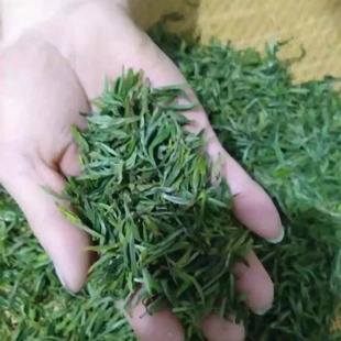 2025安徽宣城绩溪农家自产明后一周手工毛峰绿茶250克散装新茶叶