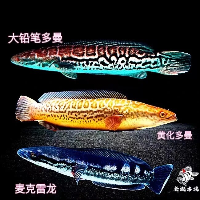 多曼雷龙黄化铅笔鱼大型雷龙麦克雷龙小盾鳢饲养发货凶猛热带鱼