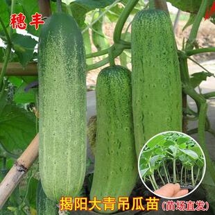 揭阳大青吊瓜苗花青黄瓜秧苗籽高产大肉青瓜秧苗四季阳台蔬菜种孑