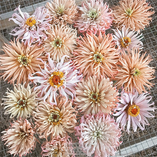 花种子四季 仙人掌百日草花大色美仙女范品种春天春季 开花易活庭院
