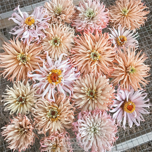 仙人掌种子多少钱 仙人掌种子价格 小麦优选