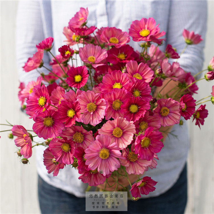 古风波斯菊适合春天播种的花种子秋季户外种植的花卉植物室外易活