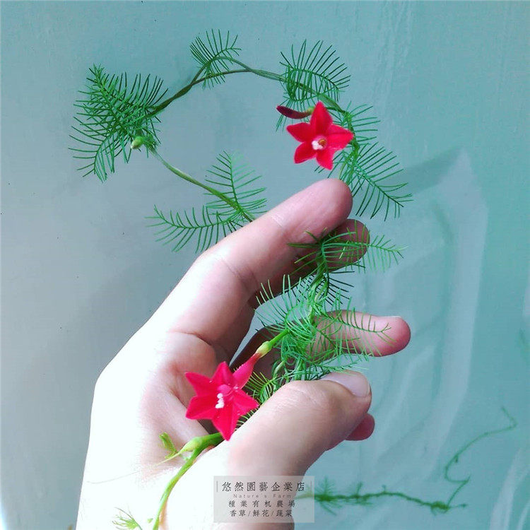 茑萝 适合夏季播种的花种子籽盆栽爬藤花卉植物四季开花室外庭院