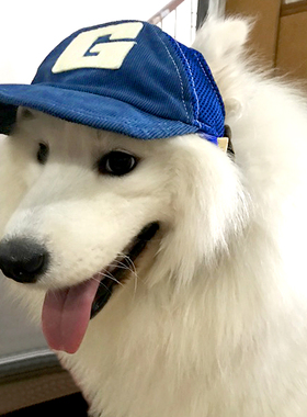 可爱狗狗帽子金毛柯基法斗比熊泰迪小中大型犬宠物帽子露耳朵防嗮