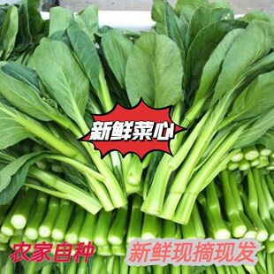 广东新鲜菜心新鲜现摘现发菜心四季甜菜心油菜心潮汕菜心新鲜蔬菜