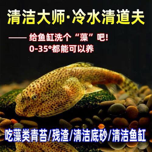 吃藻鱼冷水清道夫贵州爬岩鳅双吸盘除藻原生鱼吸鳅鱼清洁鱼琵琶鱼