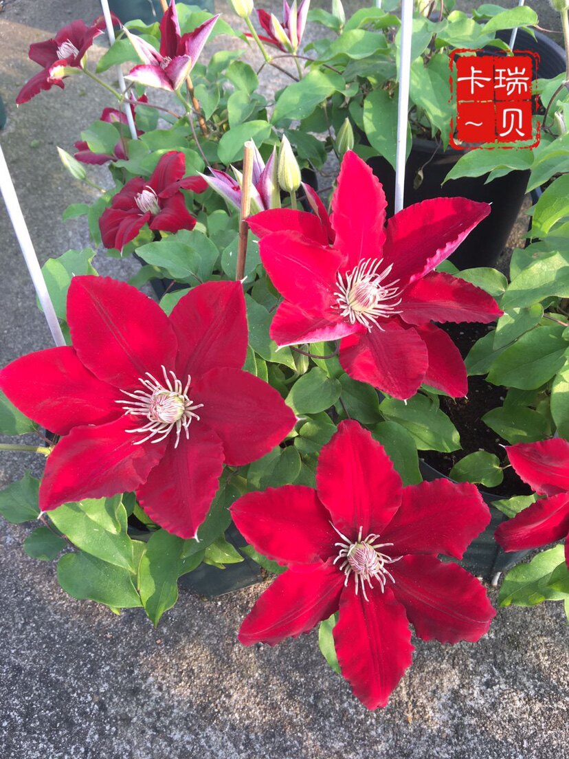 天一铁线莲 瑞贝卡 2类(10公分圆盆原土发货)包鲜活到手对版苗