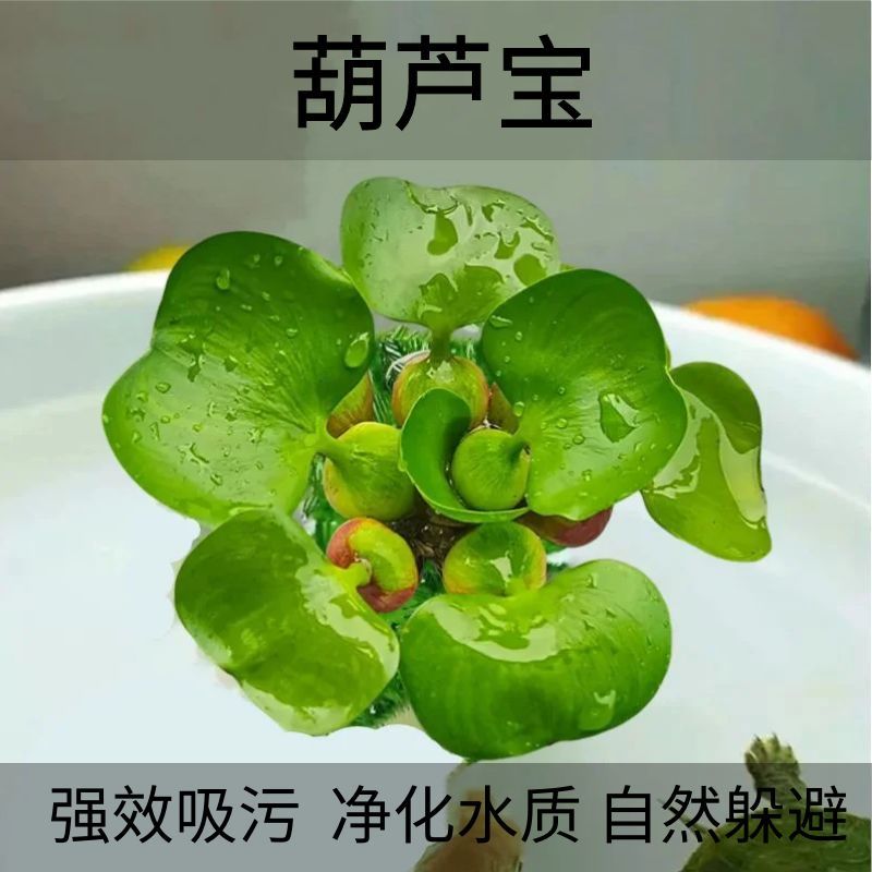造景装饰摆件鱼缸水葫芦浮萍水草净化水质增氧懒人水培养鱼养龟