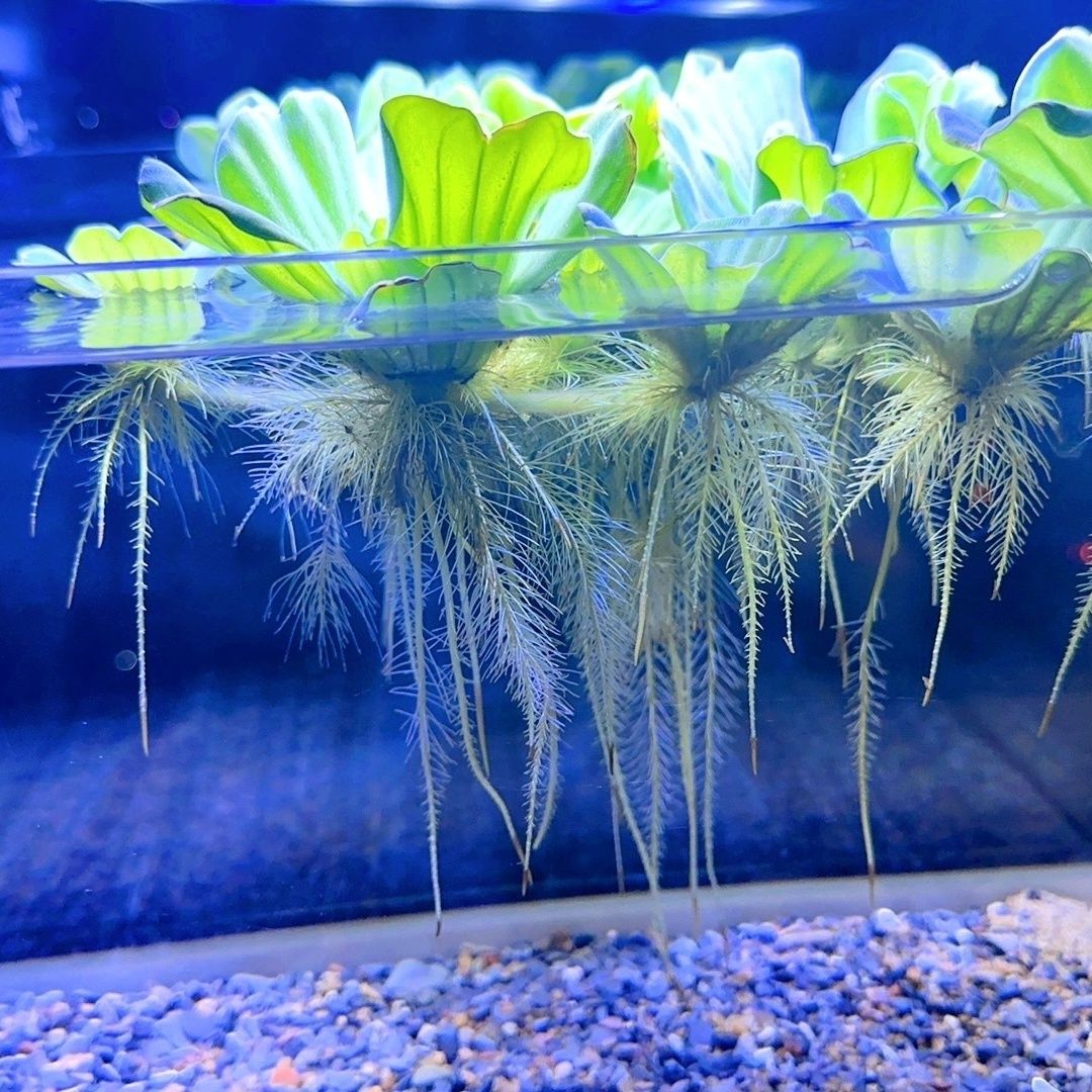 水芙蓉苗水培水生植物懒人水草种植室内养殖净化水质养鱼虾龟造景