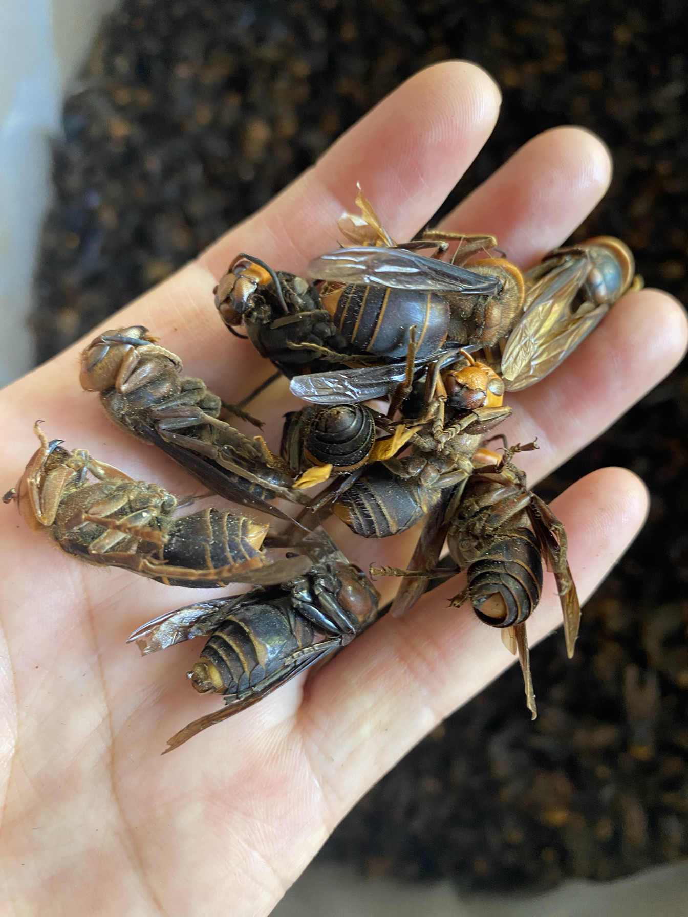 正品虎头蜂 虎头蜂干货  金环大马蜂胡蜂葫芦蜂黄蜂赛云南黑蜂