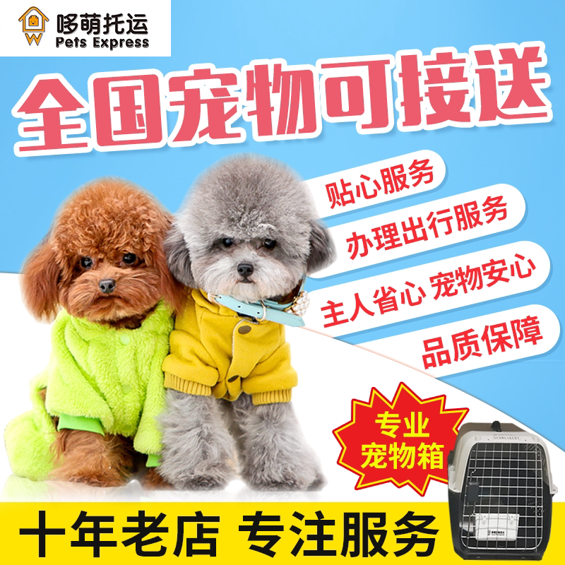 宠物托运服务全国运输狗狗猫咪上海北京广州深圳上门空运代办服务