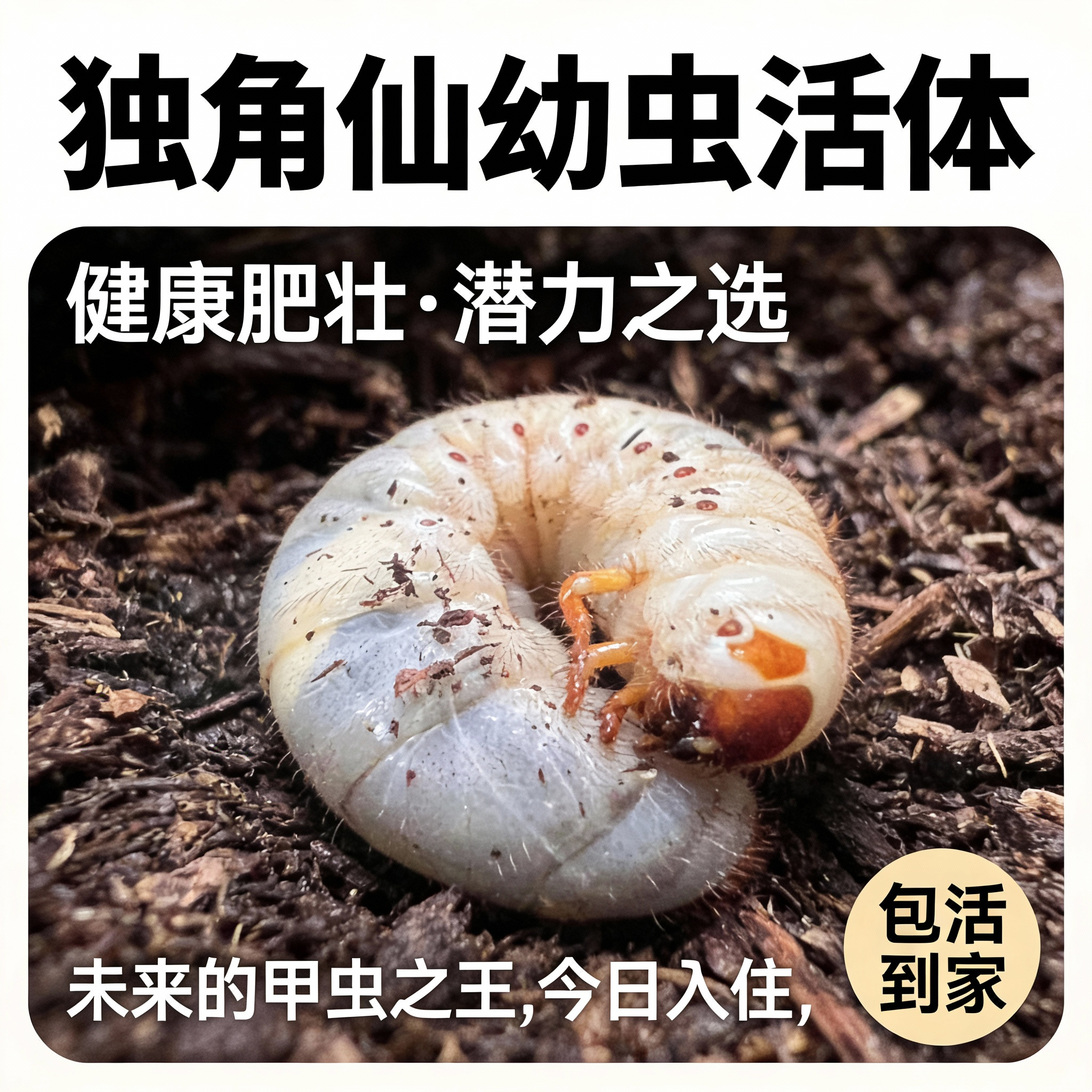 独角仙活虫甲姬兜长戟大兜网红宠物新手入门级好养昆虫大力士甲虫