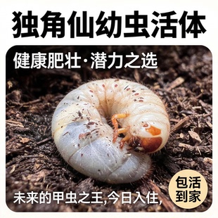 独角仙活虫甲姬兜长戟大兜网红宠物新手入门级好养昆虫大力士甲虫