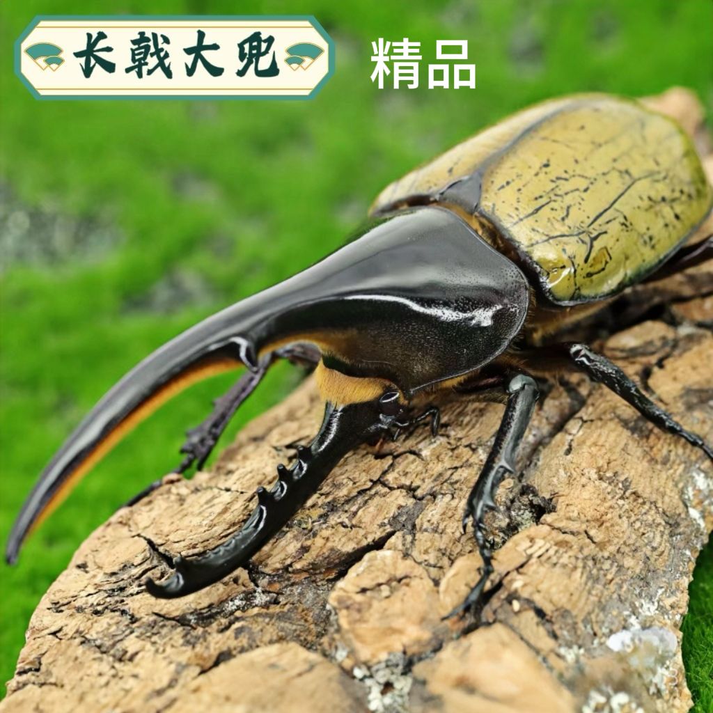 长戟大兜虫新幼虫成虫爬