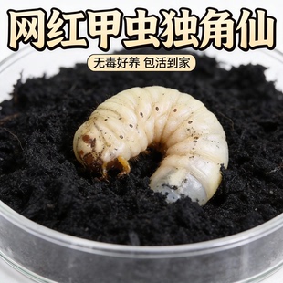 新手入门独角仙甲虫饲养昆虫宠物活体真成虫幼虫姬兜爬虫锹甲兜虫