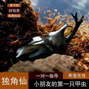 独角仙活虫甲姬兜长戟大兜稀罕宠物新手套餐好养昆虫甲虫成虫幼虫