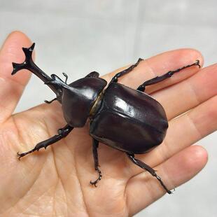 独角仙甲虫宠物成虫活体现货新手入门饲养套餐科普礼物昆虫甲壳虫