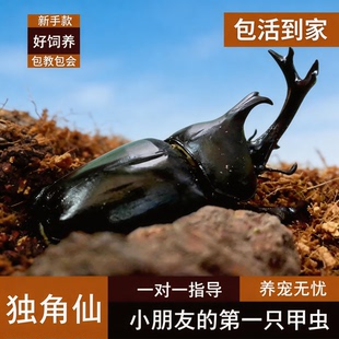 独角仙活虫甲姬兜长戟大兜网红宠物新手入门级好养昆虫大力士甲虫