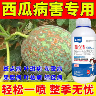 西瓜专用药西瓜杀菌剂西瓜死苗烂根病炭疽病果脯烂果病叶枯病防治