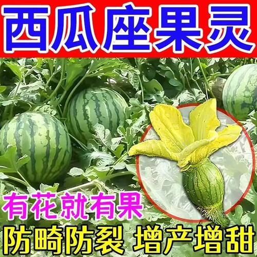 西瓜授粉剂专用西瓜点花药免人工授粉全株喷雾增花保花强座果增产