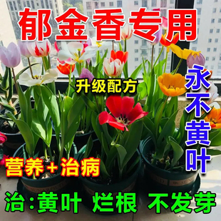 郁金香水培专用营养液黄叶变绿生根发芽催花保花 郁金香专用