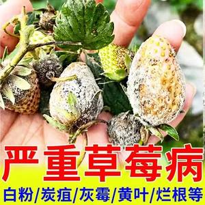 草莓专用药草莓死苗烂根农用杀菌剂白粉病灰霉病烂果病农作物通用