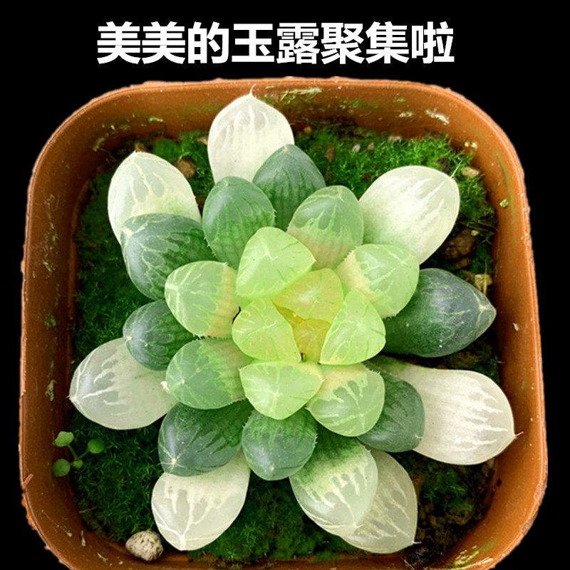 水晶多肉植物大素材模板 水晶多肉植物大图片下载 小麦优选