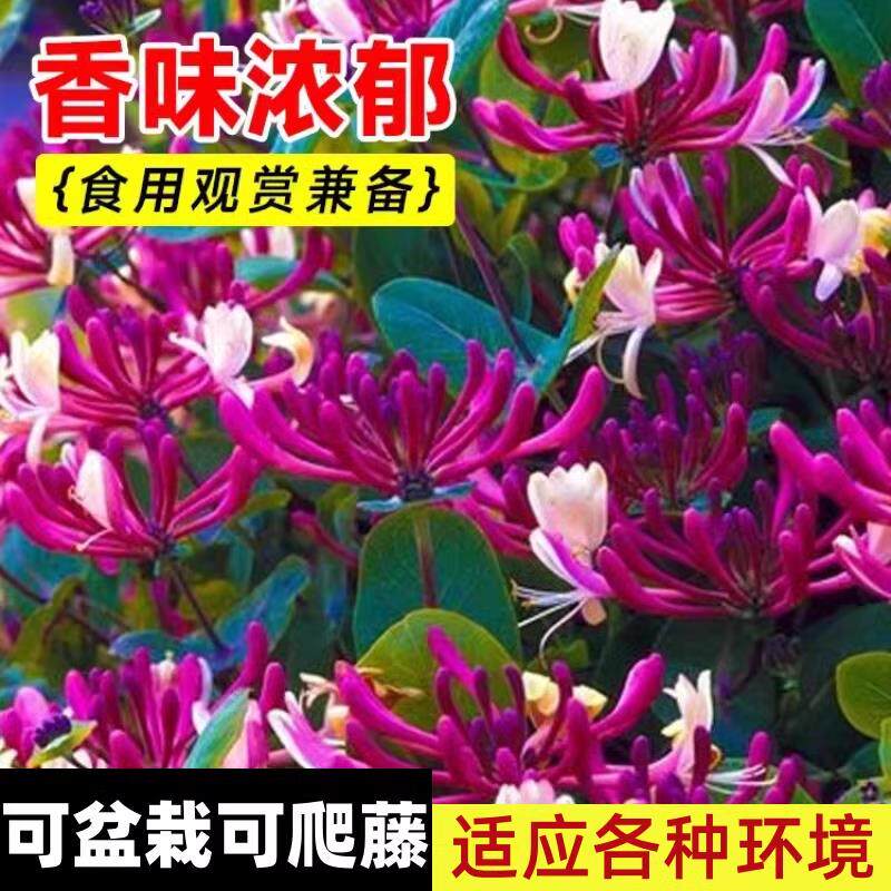 可食用金银花树苗浓香四季当年开花卉盆栽阳台庭院爬藤老桩带花苞
