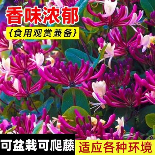 可食用金银花树苗浓香四季当年开花卉盆栽阳台庭院爬藤老桩带花苞