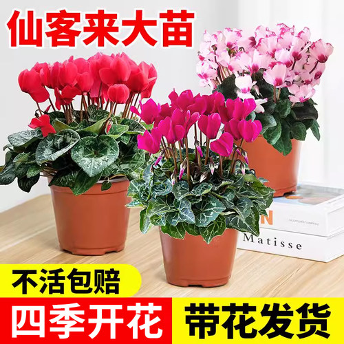 仙客来盆栽带花苞室内花卉重瓣年宵花四季开花好养大花苗观花植物