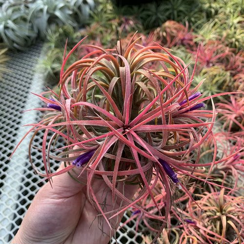 空气凤梨植物 多款小群生 特价少量现货  绿植盆栽花草