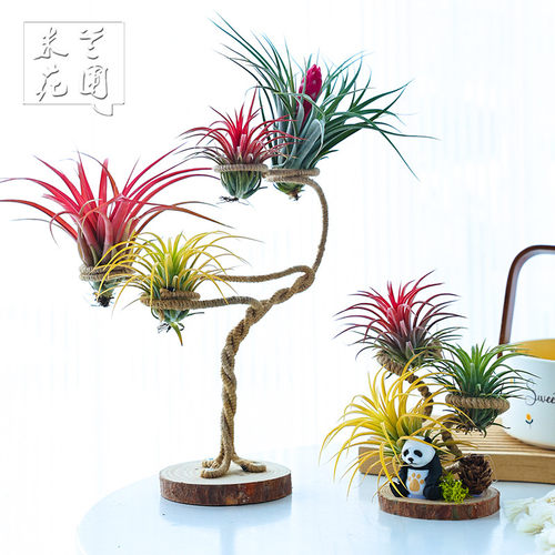 空气凤梨植物红黄绿精灵室内