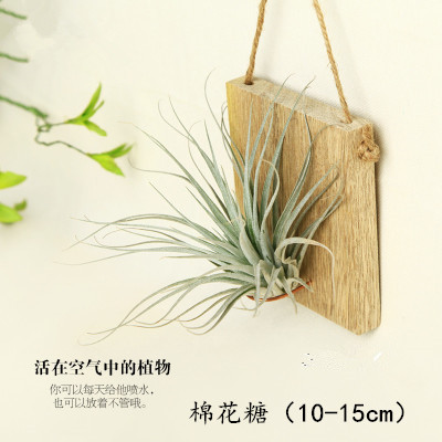 花卉空气凤梨老人须墙壁垂吊植物