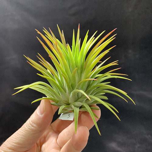 空气凤梨植物 玫瑰精灵一物一拍 实物如图 - 封面