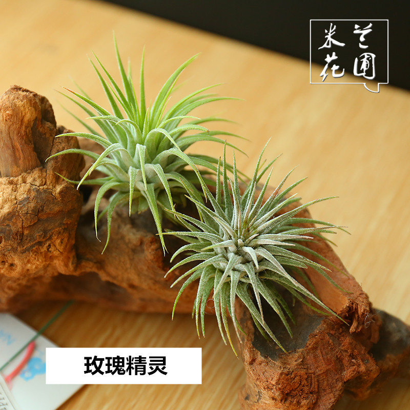 空气凤梨  玫瑰精灵绿植 盆栽