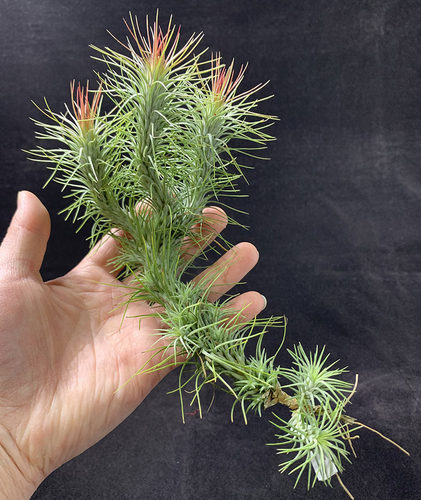 空气凤梨植物狐狸尾巴室内