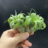 绿植盆栽花草 形态超美 空气凤梨植物 艾瑞克侧芽