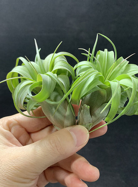 空气凤梨植物 艾瑞克侧芽  形态超美 绿植盆栽花草