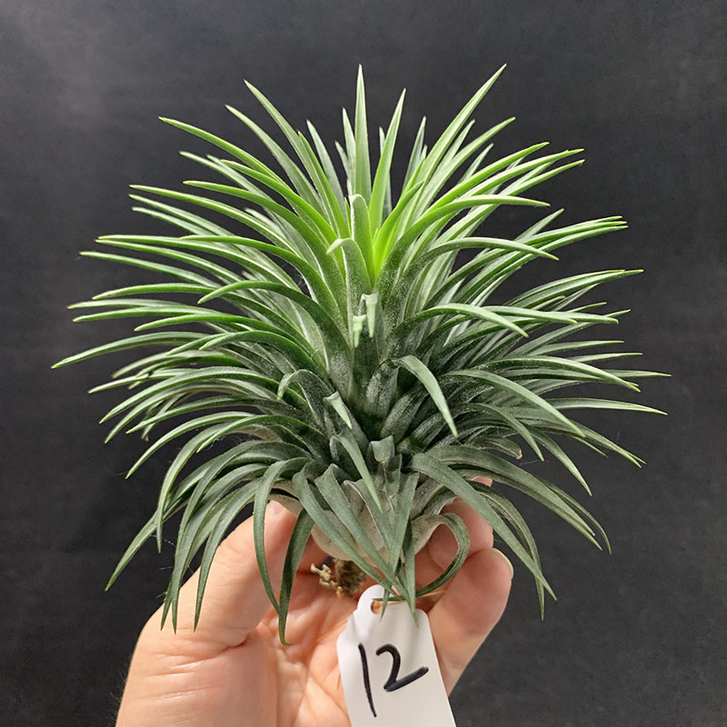 空气凤梨植物 危地马拉大精灵 一物一拍  实物如图