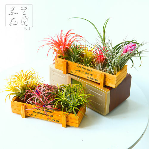 空气凤梨无土植物创意木盒套餐多款室内桌面绿植盆栽花草