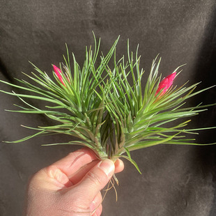 空气凤梨植物硬叶品种 大蒙大拿 绿植盆栽花草