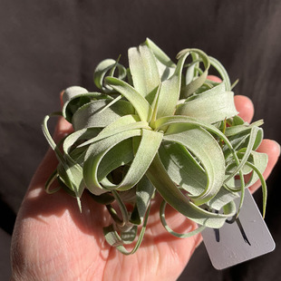 空气凤梨植物 特价小电卷  少许瑕疵 一物一拍 实物如图