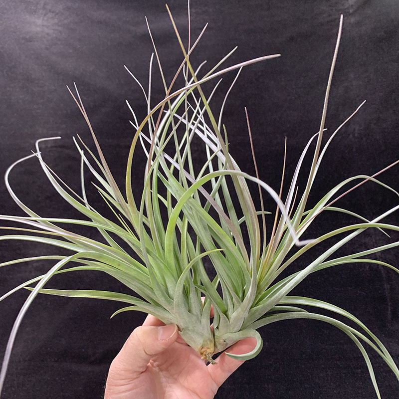 空气凤梨植物 硬叶品种 红颜  绿植盆栽花草